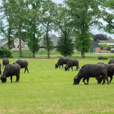 Buffalo grazing Around the Clock