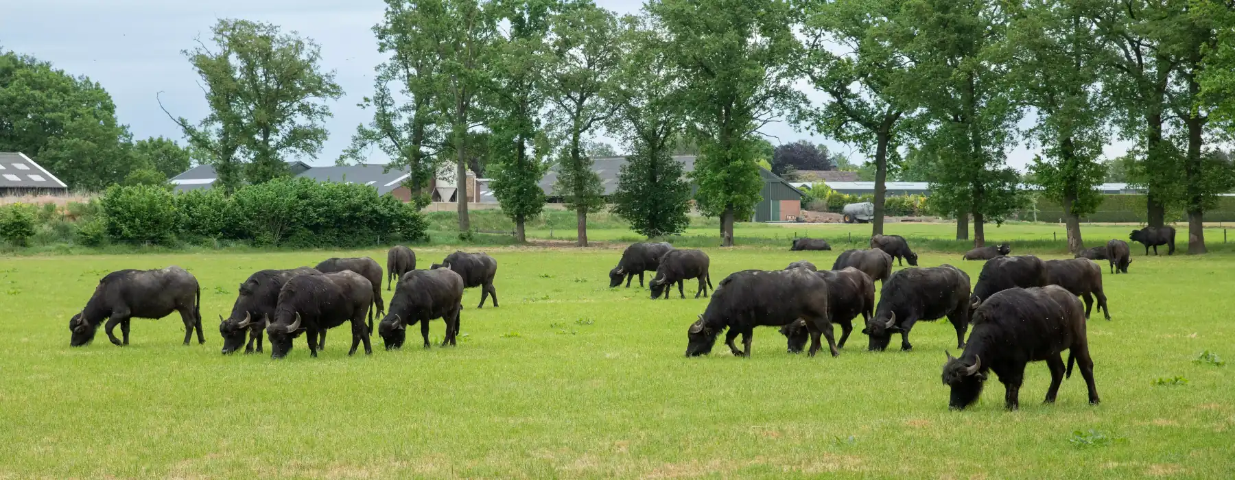 Buffalo grazing Around the Clock