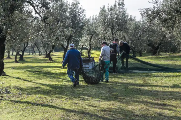 Workers who shake cloth full of olive after harvest