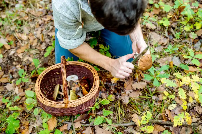 Foraging mushrooms