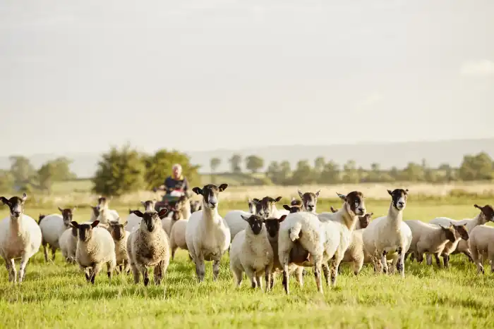 The Joy of Italy’s November Cheese Season 7 Shepherd with flock of sheep's
