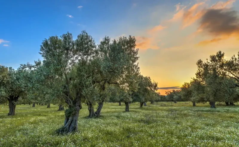 The Heartwarming Magic of Italy’s Fall Traditions