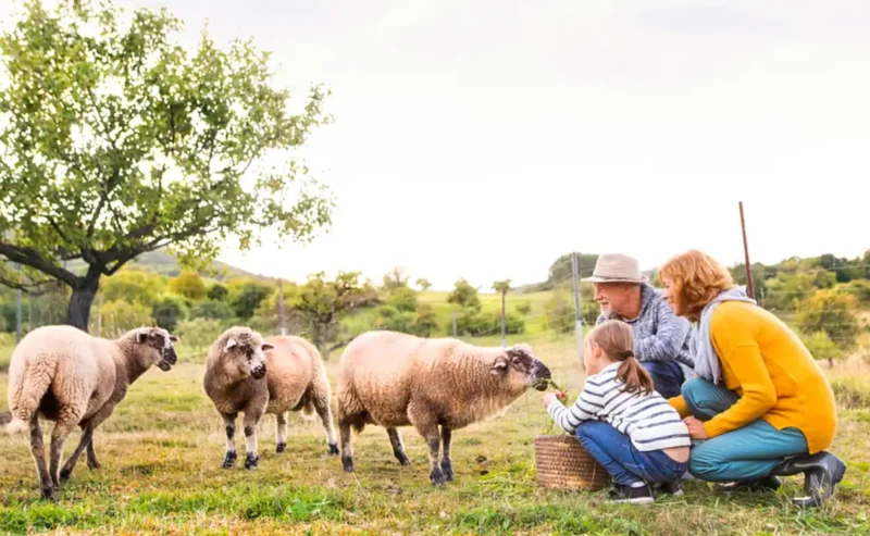 The Joy of Italy’s November Cheese Season