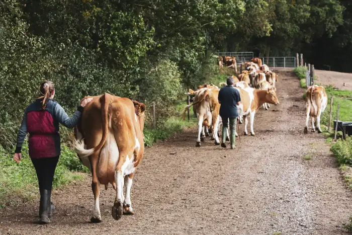 Italy’s November Cheese Season: When Nature Slows and Flavors Deepen 9 Woman guiding the herd of cows