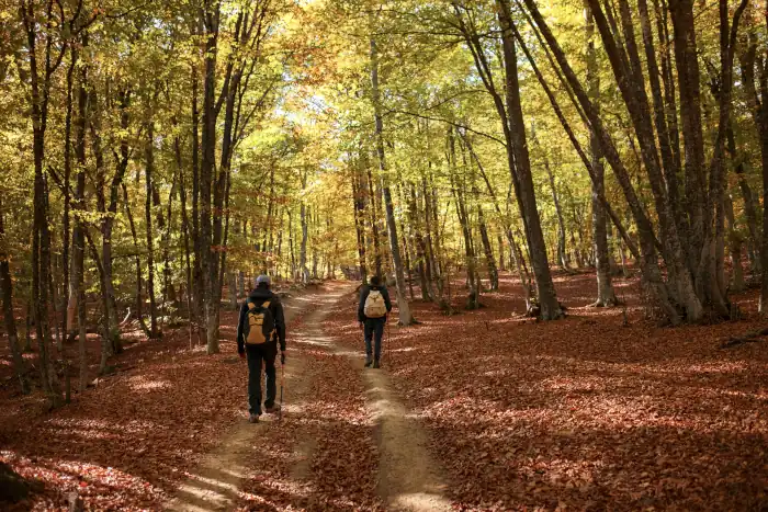 men walk into the magical sunny forest landscape