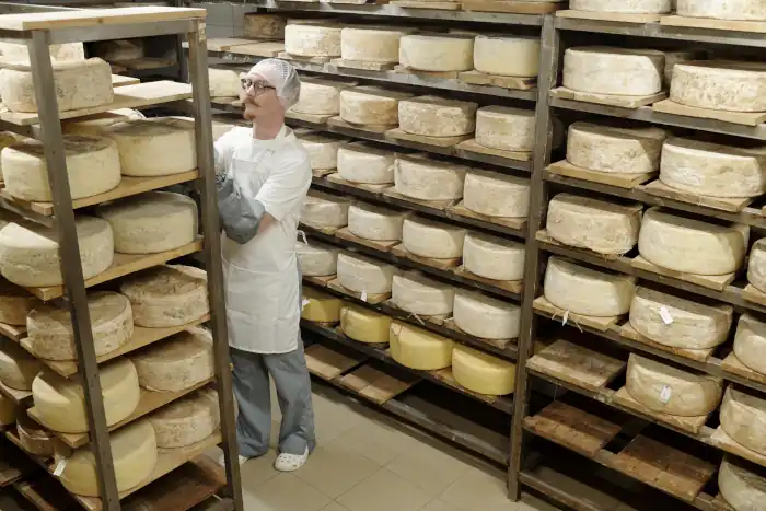 quality checking shelf cheese wheels
