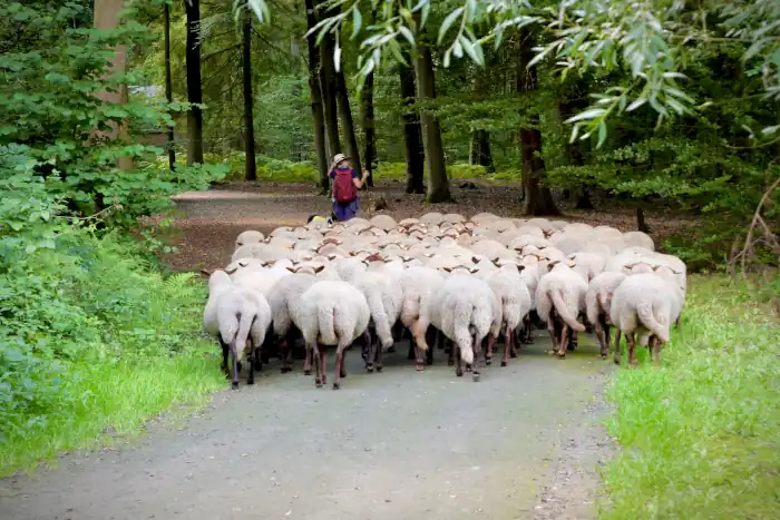 Italy’s November Cheese Season: When Nature Slows and Flavors Deepen 8 shepherd and sheep