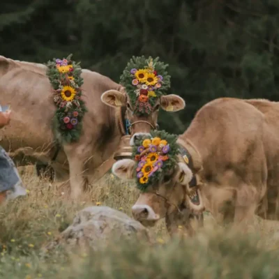 Italy’s November Cheese Season When Nature Slows and Flavors Deepen