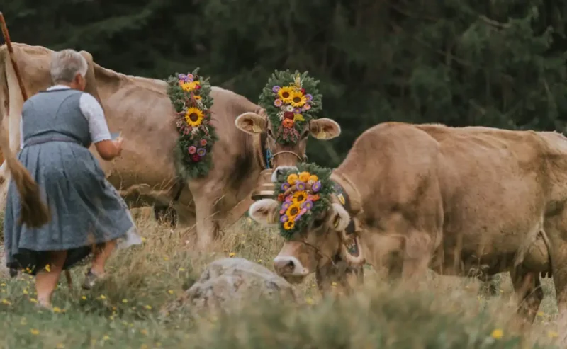 Italy’s November Cheese Season: When Nature Slows and Flavors Deepen