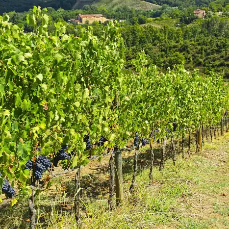 Vineyard with ripe grapes in the autumn
