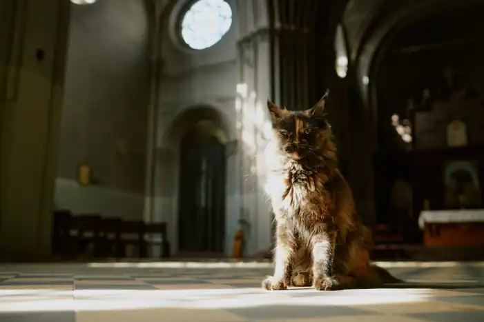 Feast of Sant’Antonio Abate: Italy’s Animal Blessing Day 8 serious big cat in church