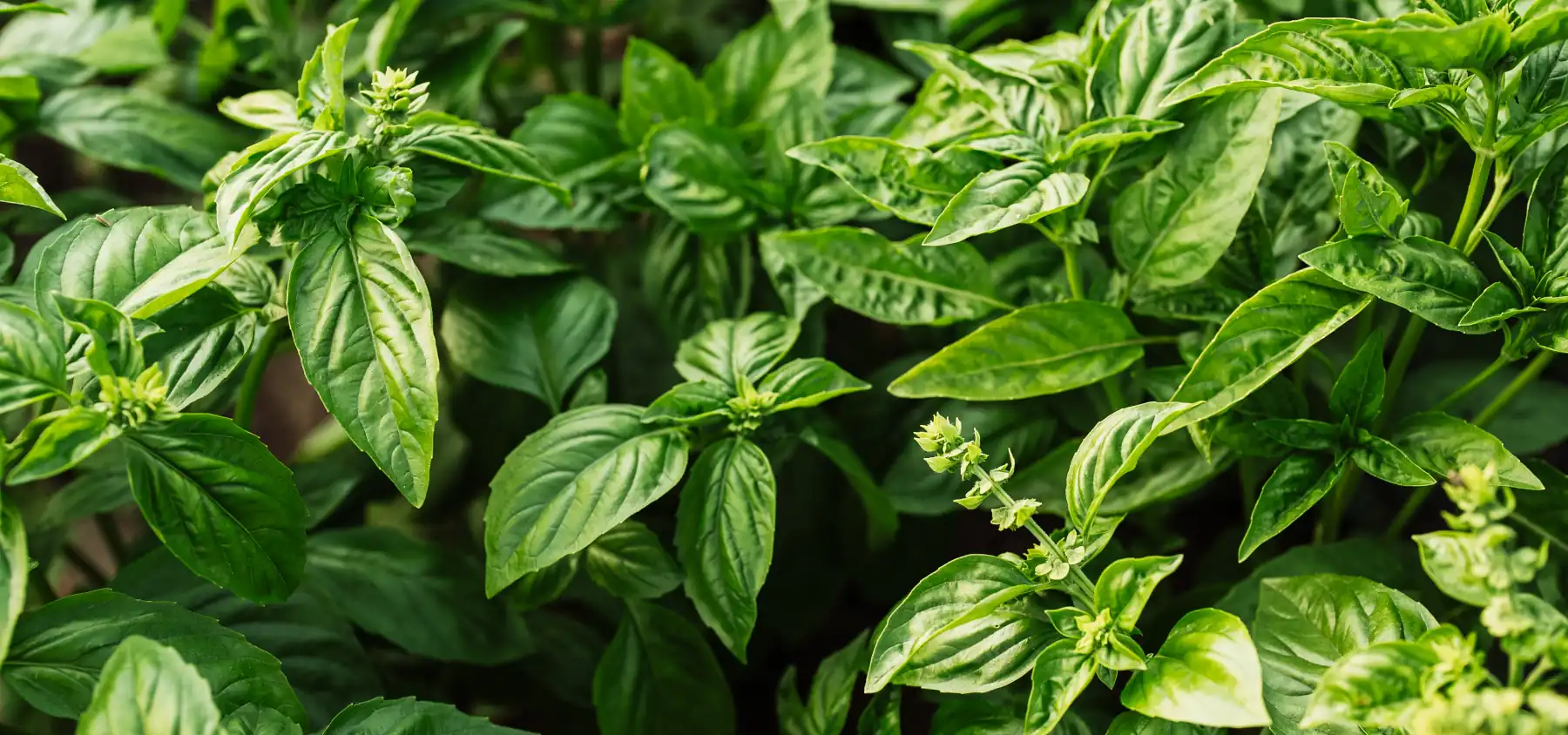 Exploring the Art of Italian Gardening: A Spring Journey Through Italy 2 Exploring the Art of Italian Gardening A Spring Journey Through Italy, green basil plant