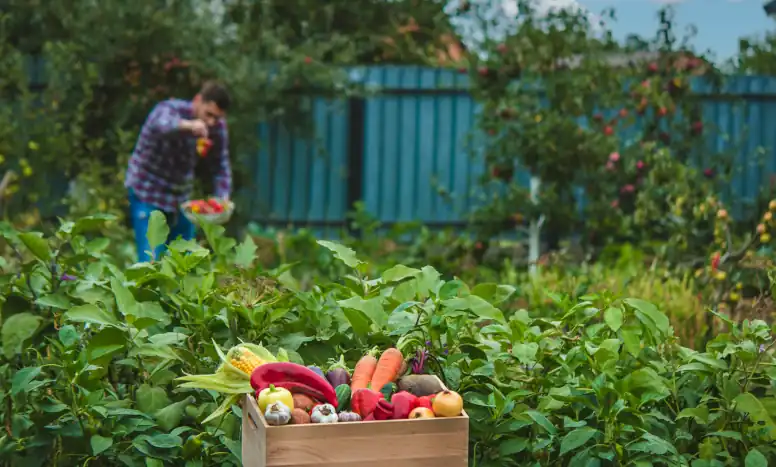 Exploring the Art of Italian Gardening: A Spring Journey Through Italy 9 Farmer collects vegetables in the garden