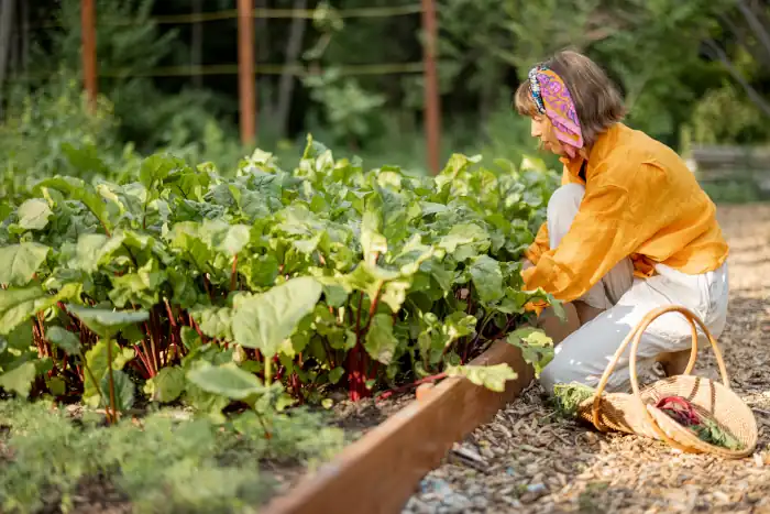 Exploring the Art of Italian Gardening: A Spring Journey Through Italy 7 woman picks up beetroot at home garden
