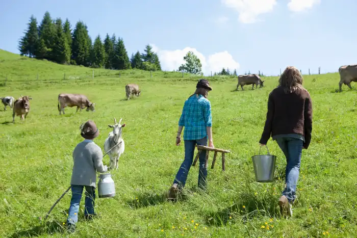 ing through pasture to milk the cows